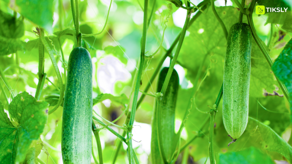 cucumbers best greenhouse product