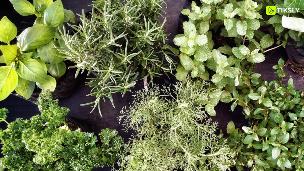 herbs best greenhouse product