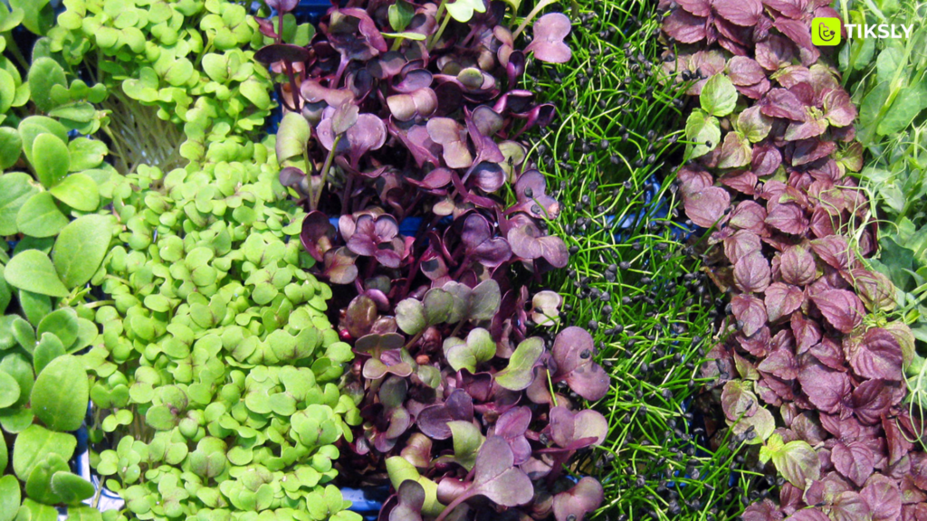 microgreens best greenhouse product